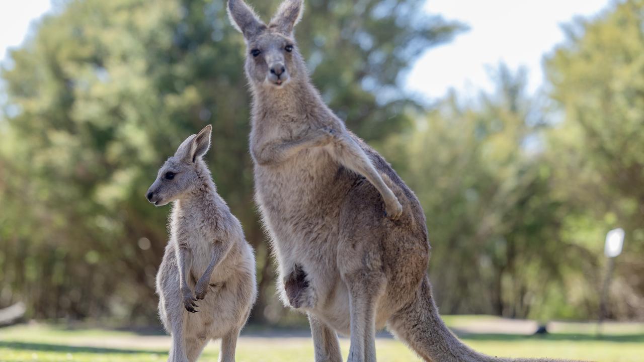 Kangaroo kill zone extended to Adelaide foothills and national parks ...