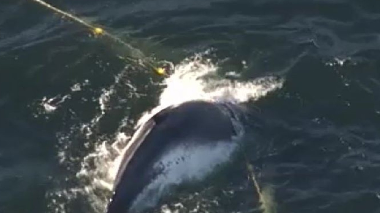 Whale caught in shark net off Gold Coast. Photo: Twitter/Nine News Gold Coast