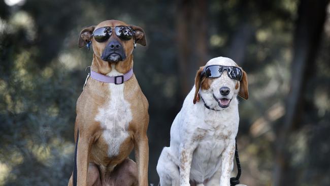 Mack and Viola s had eaten human poo at the park laced with marijuana and they were stoned. Picture: David Caird