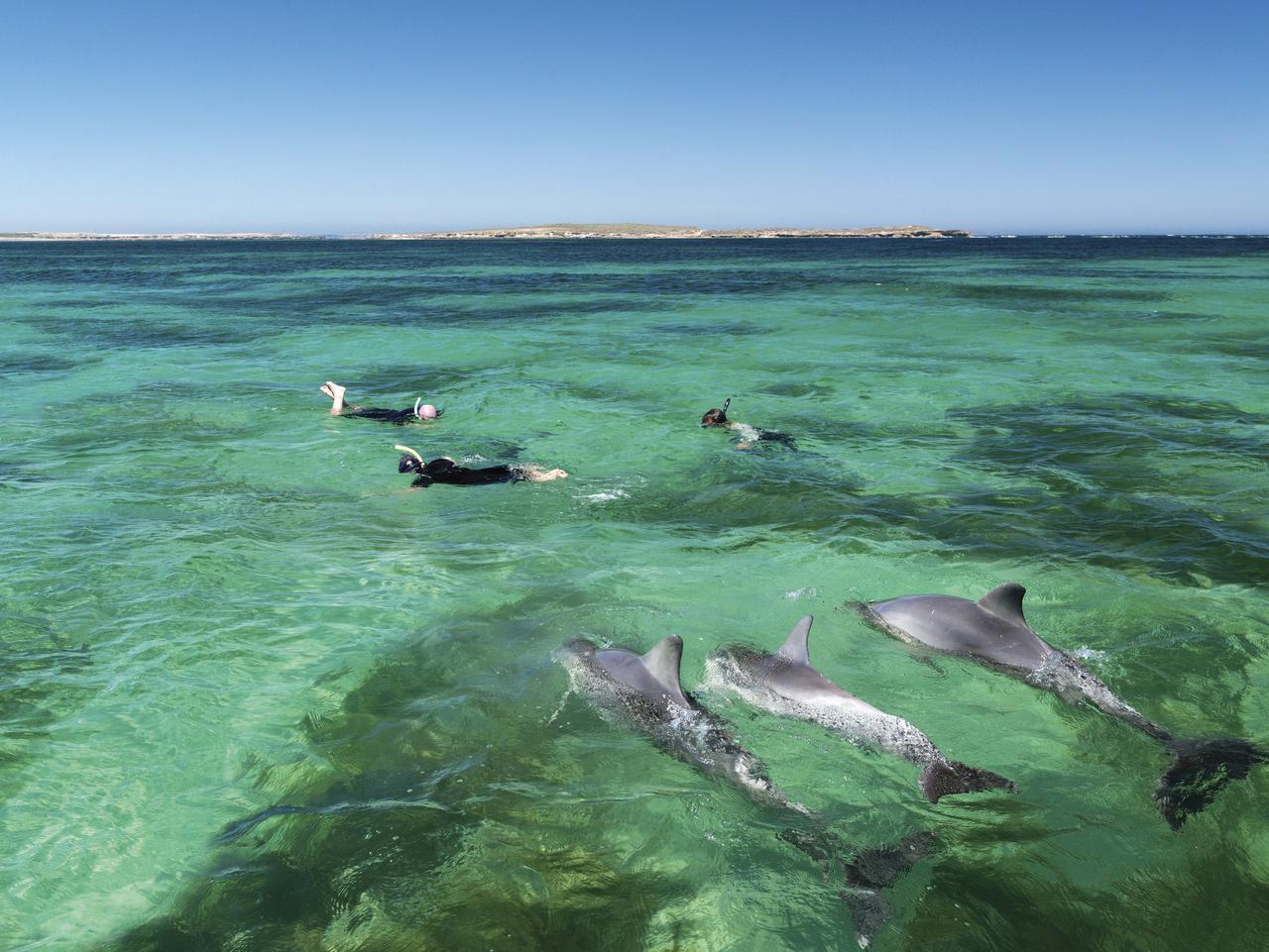 Swimming with Dolphins, Baird Bay Ocean Eco Experience, Eyre Peninsula, South Australia. Picture: John Montesi