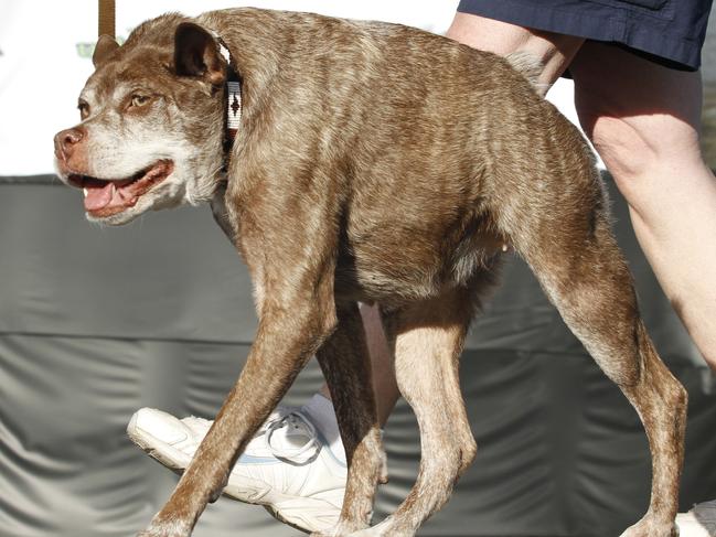 FILE. In this Friday, June 20, 2014 file photo, Quasi Modo, an eight-year-old mixed breed from Florida, walks across the stage during the World's Ugliest Dog Contest, at the Sonoma-Marin Fair in Petaluma, Calif. The World's Ugliest Dog will be chosen at the Sonoma-Marin Fair Friday. For 25 years, the contest has been a testament that all dogs do not have to meet AKC pedigree standards to be man’s (or woman’s) best friend. (AP Photo/George Nikitin)