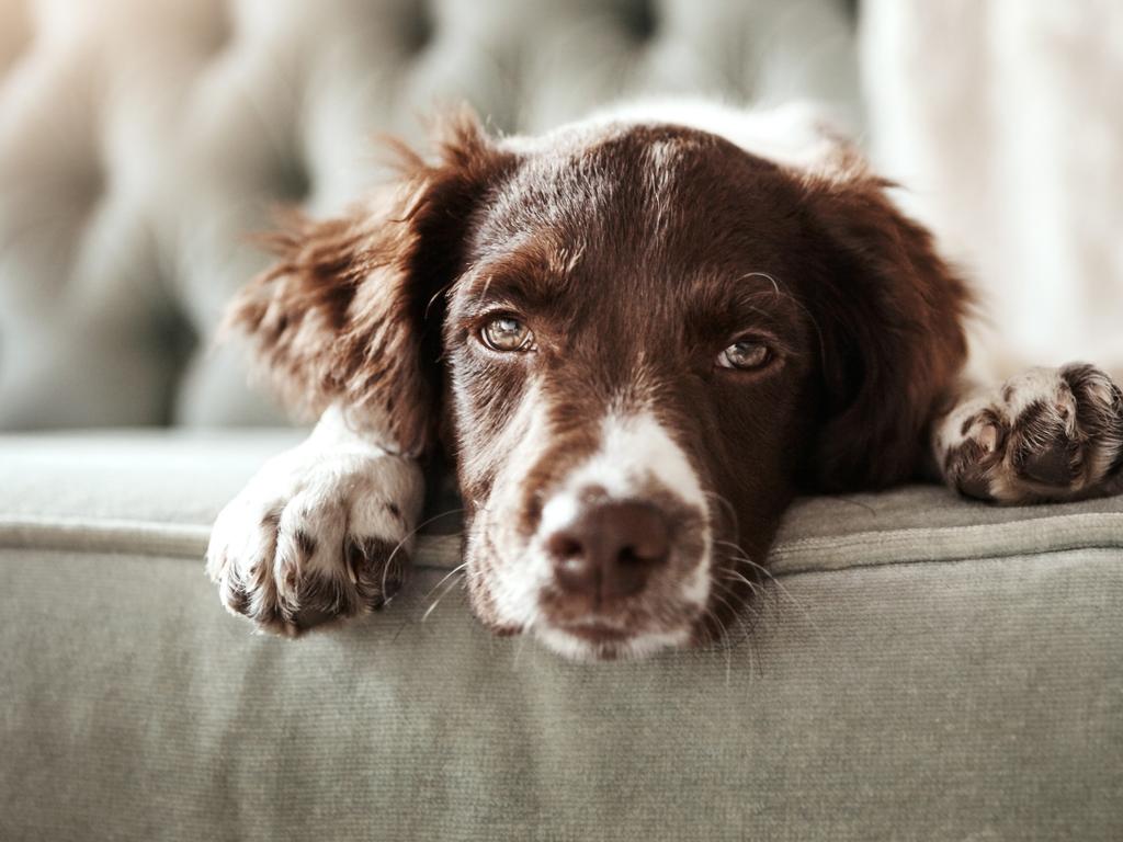 Around 10 per cent of people admitted keeping pets inside without the permission of their landlords.