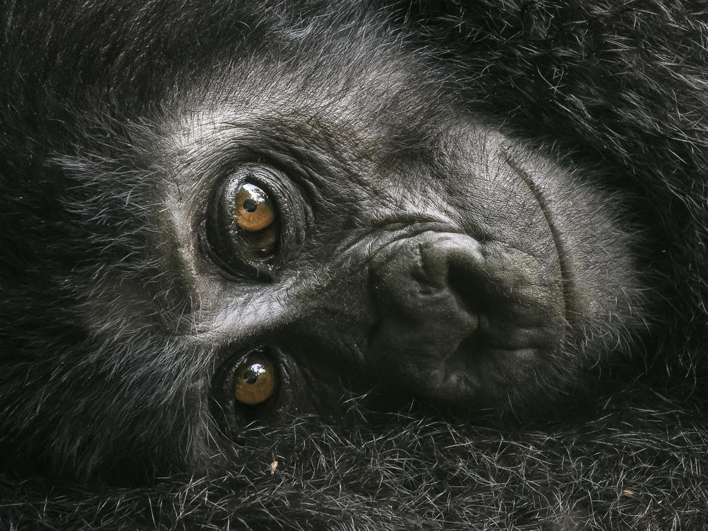 This baby gorilla clung to its mother while keeping a curious eye on the photographer. Picture: David Lloyd/Wildlife Photographer of the Year/Natural History Museum