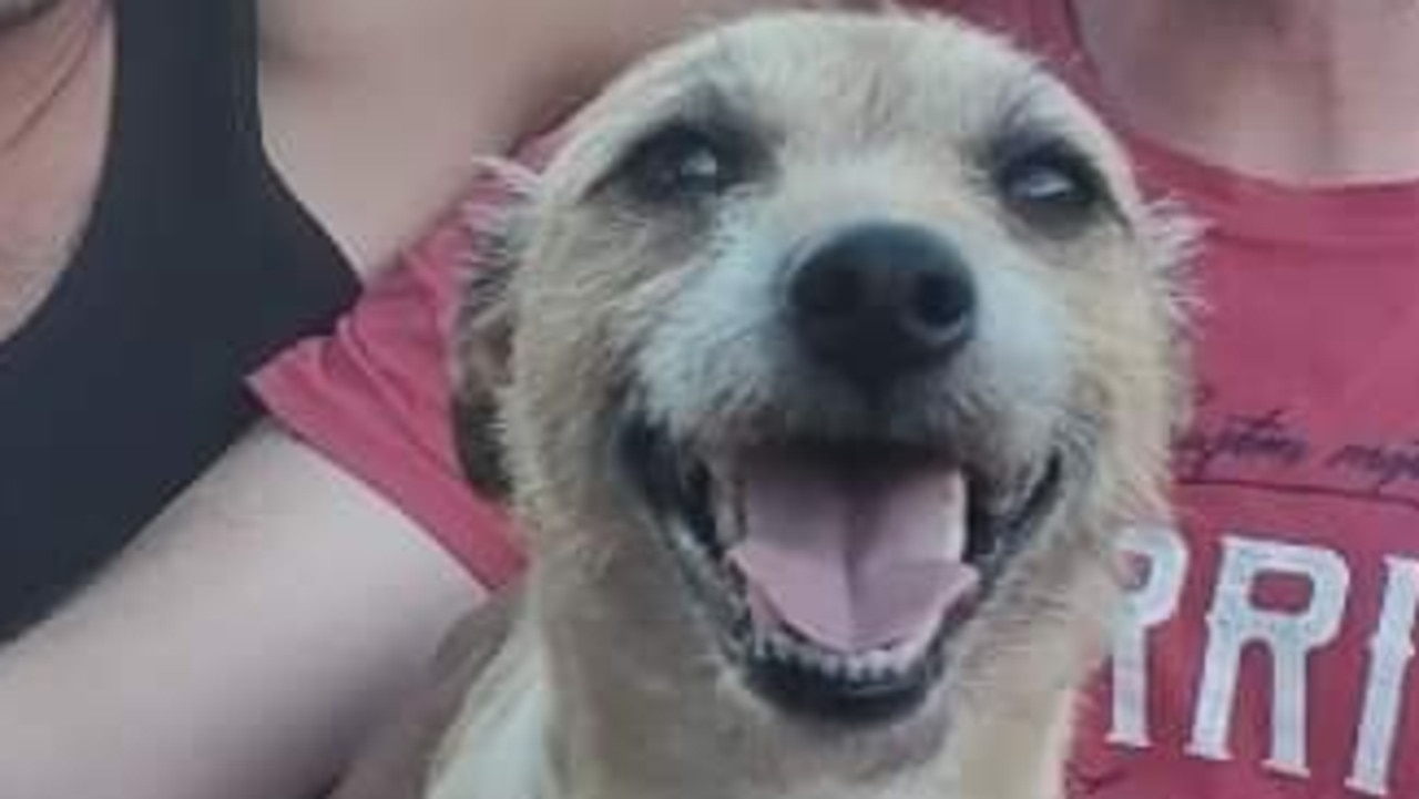 Milo the five-year old Jack Russell who had been hiding out near Melbourne Airport for 17 days after he escaped his carers at a pet travel company.