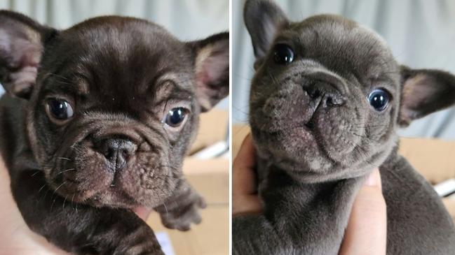 French bulldogs Bear (chocolate) and Steel (grey) were taken from Theresa's Bridgewater living room on August 13 during a brazen daytime burglary.