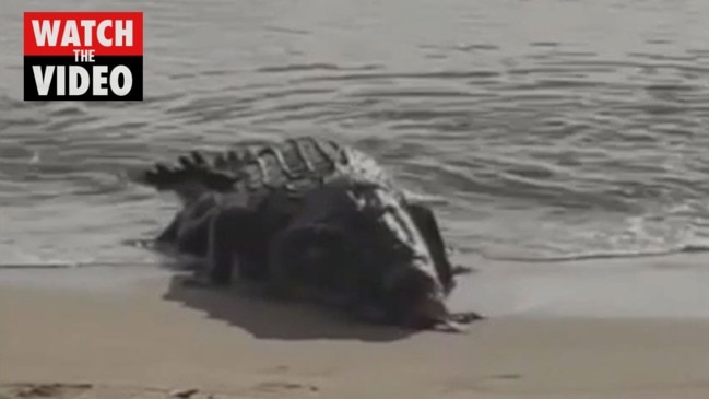 Croc snaps up shark (9 News)