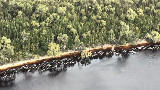 Whale rescue operations in Strahan on Wednesday. Picture: PATRICK GEE