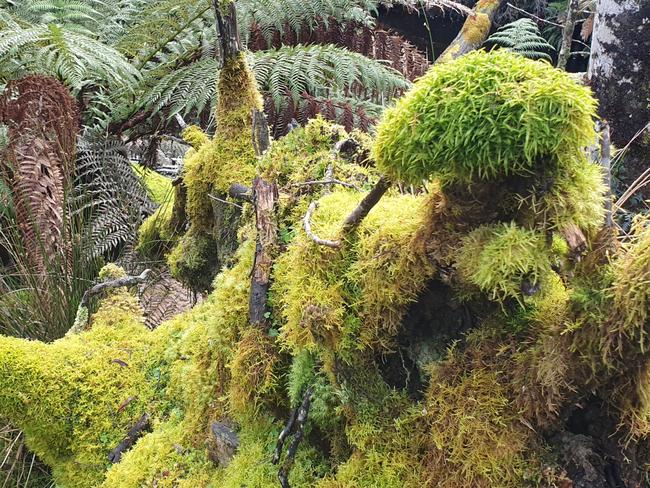 The man ferns and moss, which sit about 300 feet beneath the giant tree canopy, exist in their own realm in the Florentine Valley. Picture: EDDIE SAFARIK