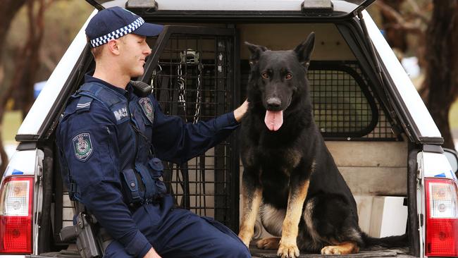 Hero police dog Kane tracks alleged burglers through bush for an hour ...