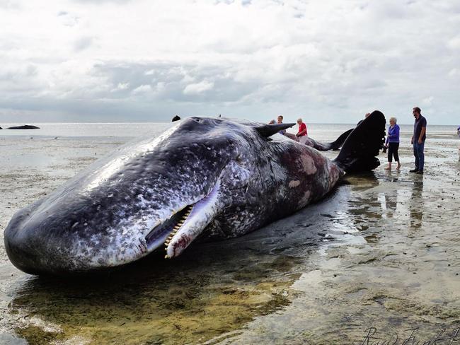 South Australia: Pod of sperm whales found beached on Yorke Peninsula ...