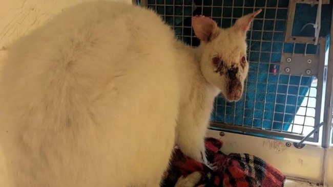 Skippy needed vet care after its discovery. Picture: RSPCA