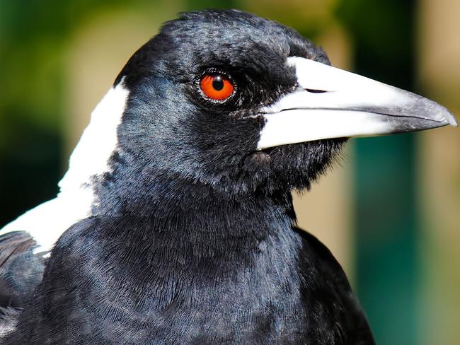 A young girl was left bloodied and shaken after a magpie attack in a Brisbane park yesterday.