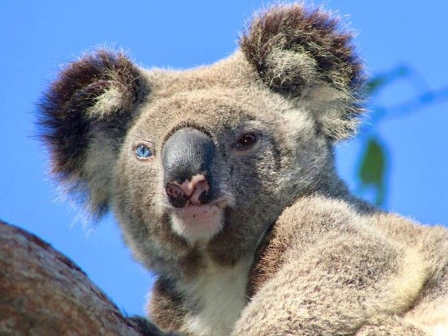 GCB Gummy the blue eyed koala, hit by a car in Coomera.