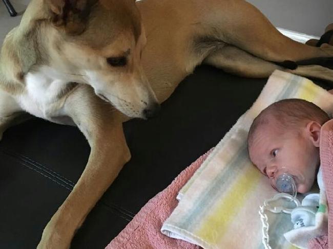 TALLY: Rescued at 14 weeks old, Tally is paying it forward, looking after her family’s newest addition.