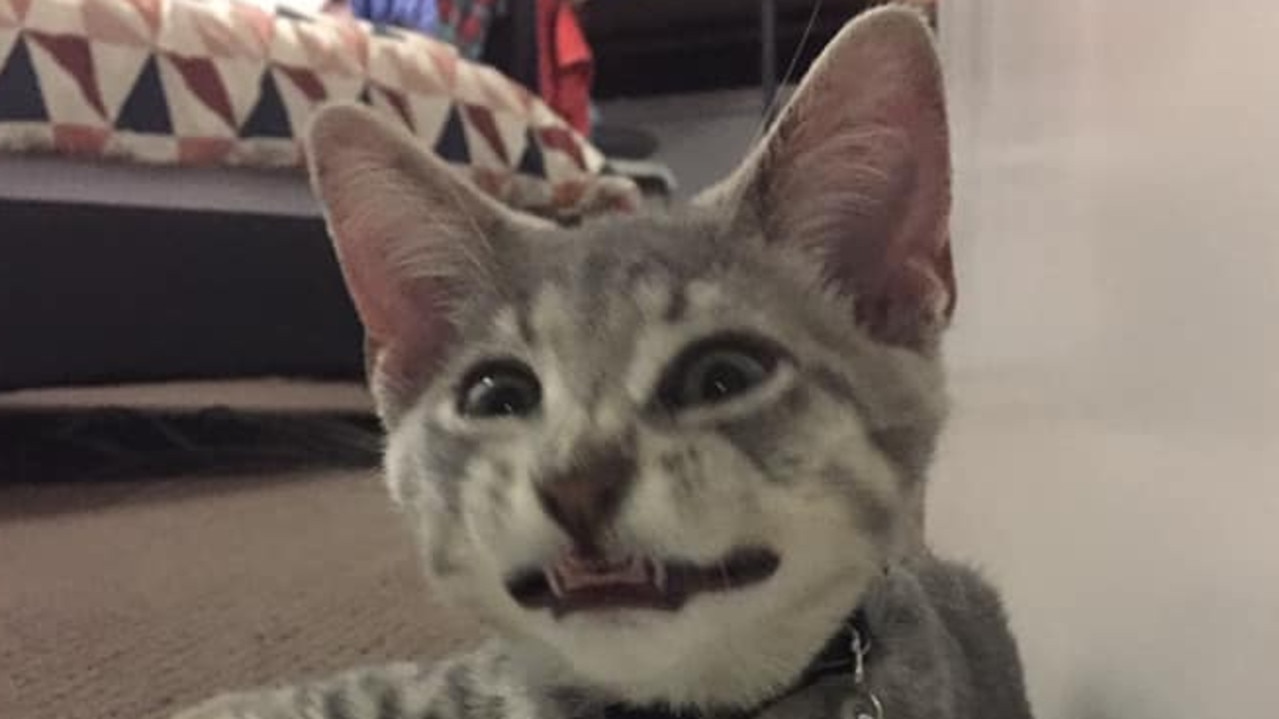 My boy Sterling has a beautiful smile.  Picture: Kate Hocking. Fun cat photos