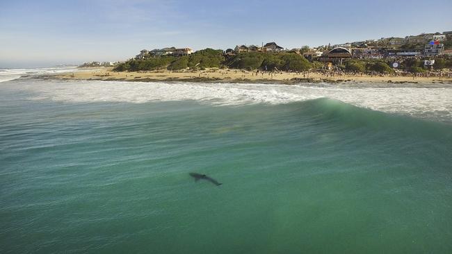 The Corona Open J-Bay competition was placed on hold in 2017 due to a shark. PHOTO: © WSL / Gumboot.camera