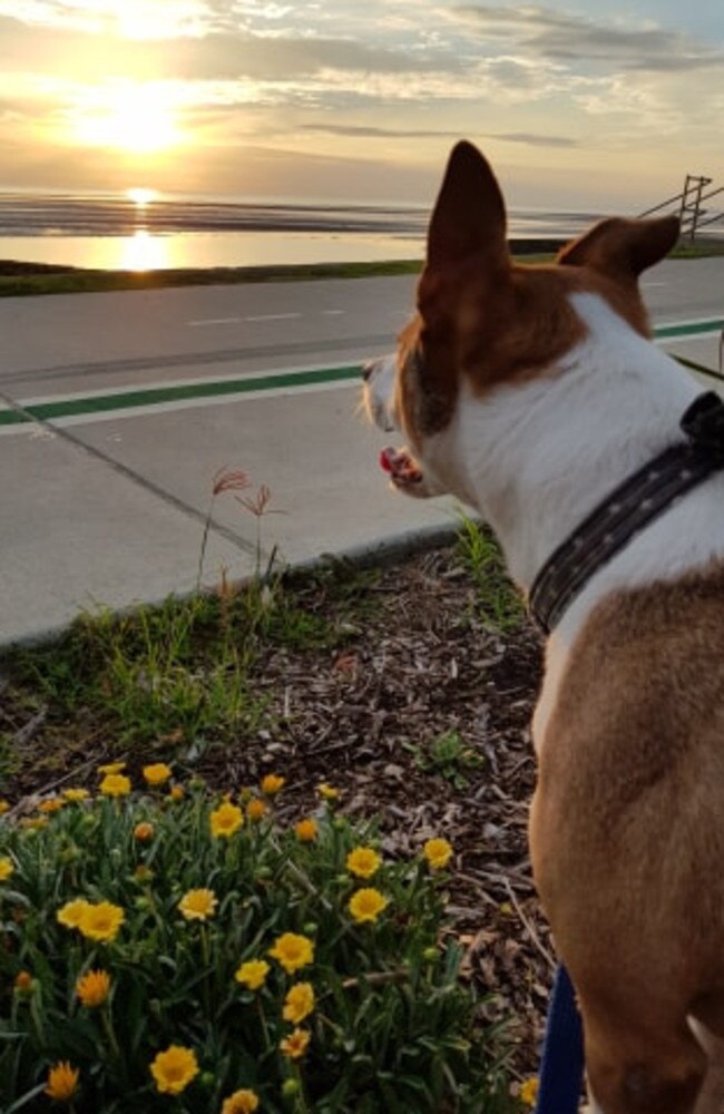 Dexter, of Brighton, is always on a lead when he takes his owners for a walk along the foreshore, but that may change next year during a Brisbane City Council trial of dog off leash areas. Picture: Renee McKeown