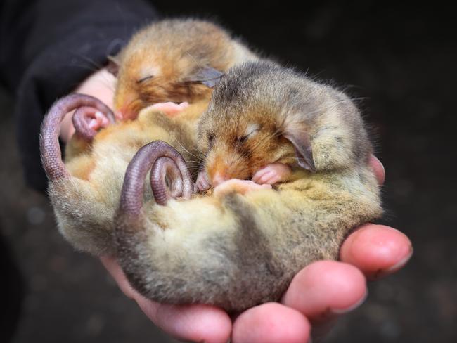 Mountain Pygmy-possum breeding program pair Poola (female) and Peanut (male) snuggle contently into the hands of a wildlife ranger. Picture: David Caird