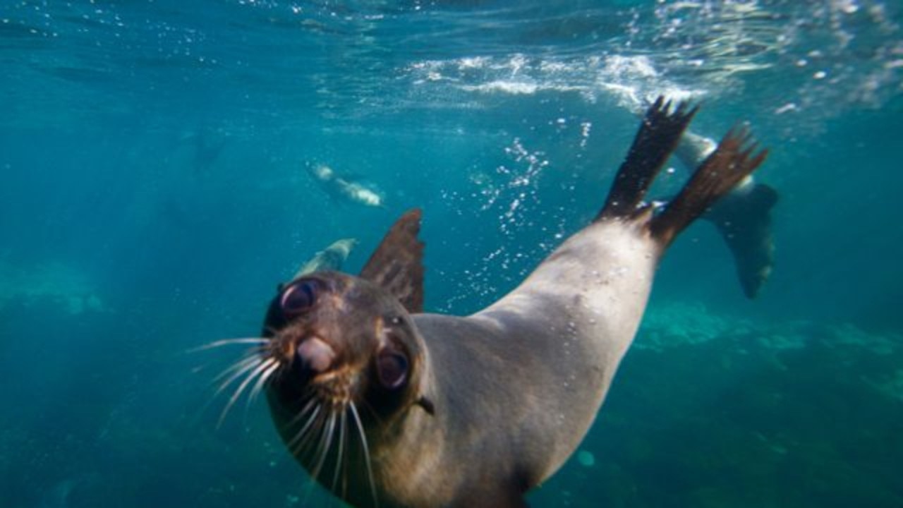 Push for cultural hunting of seals | NT News