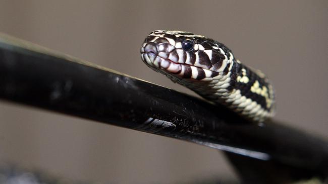 Pale-headed Snake - The Australian Museum
