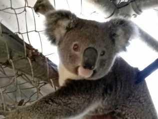 One of the koalas being cared for by Friends of the Koala in Lismore. Picture: Contributed