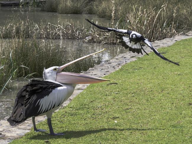 A magpie swoops a pelican at Roy Amer Reserve in Oakden on Sunday, September 6, 2020. Picture: Anita Ferroli