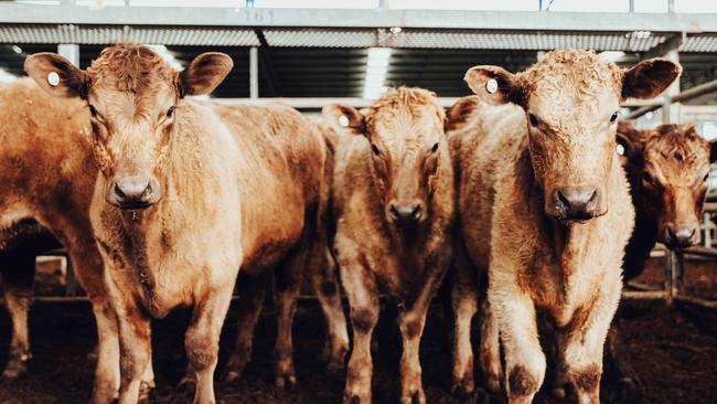 Young cattle prices have broken price records yet again. Picture: Chloe Smith