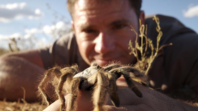 Steve Backshall with a baboon spider on his hand. Photo: Supplied