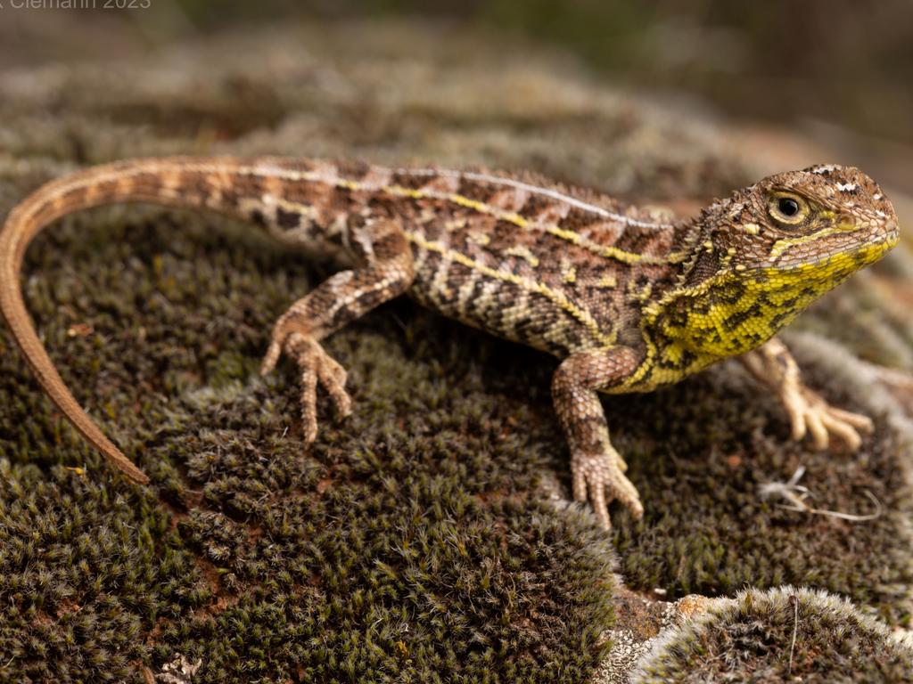 Victorian Grassland Earless Dragon (tympanocryptis pinguicolla) adult male. Picture: Nick Clemann