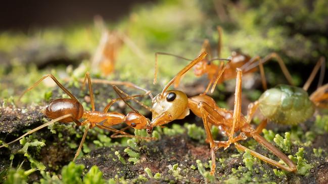 Wet Tropics Management Authority previously discovered a yellow crazy ants infestation near Gordonvale. Picture: Alan Henderson