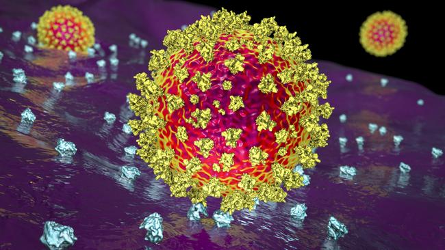 SARS-CoV-2 virus binding to ACE2 receptors on a human cell, the initial stage of COVID-19 infection, scientifically accurate 3D illustration. Picture Getty Images