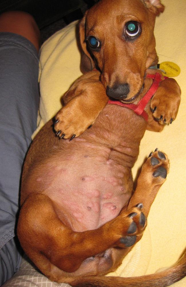 A 16-week-old puppy was bitten by the fire ants. Picture: Invasive Species Council