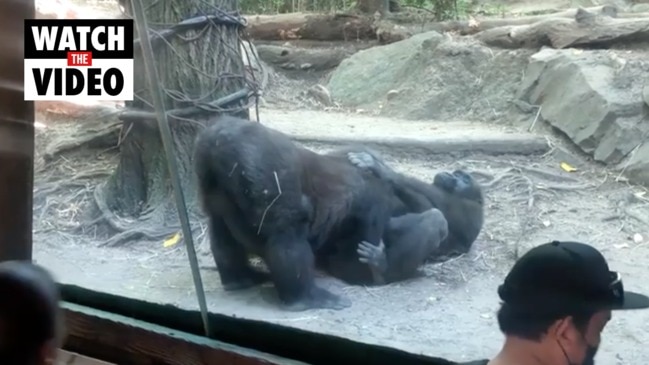 Sexinzoo - Onlookers shocked by gorilla sex show | Herald Sun