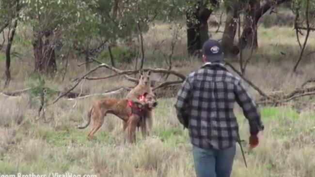 Man punches kangaroo: Was hit illegal? | news.com.au — Australia’s ...