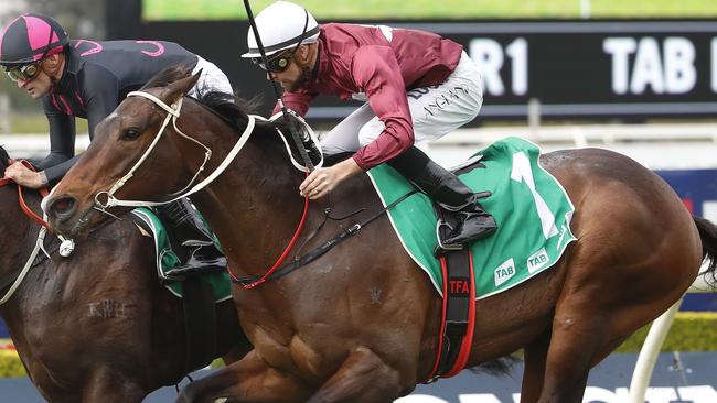 Lifesaver is back for another crack at a TAB Highway at Rosehill on Saturday.