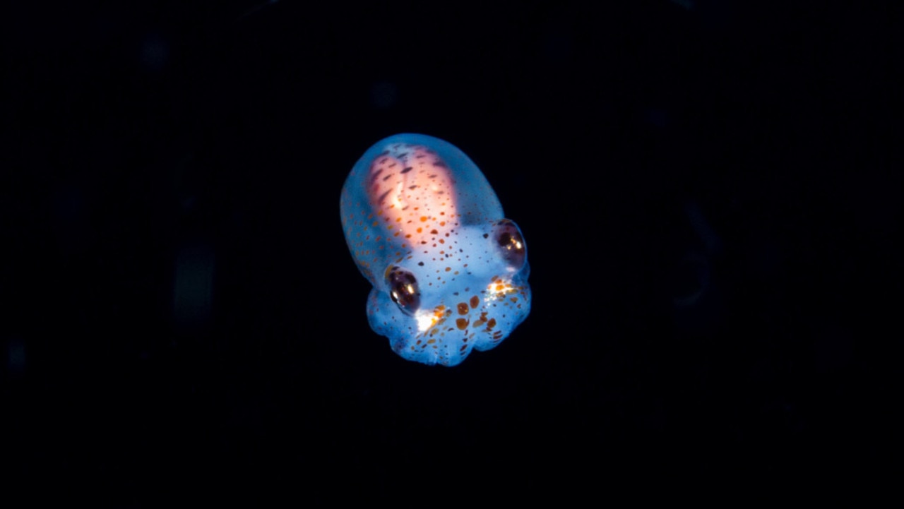 A baby bobtail squid like the ones being sent to space. Picture: Getty