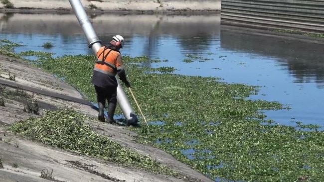 Sydney Water teams remove frogbit vegetation.