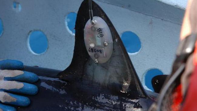 Shark tagging has been called into question after new research.