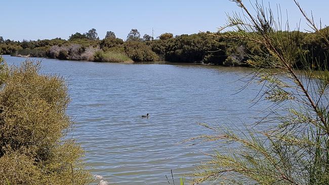 Greenfields Wetlands has been closed due to snake sightings. Source: Supplied