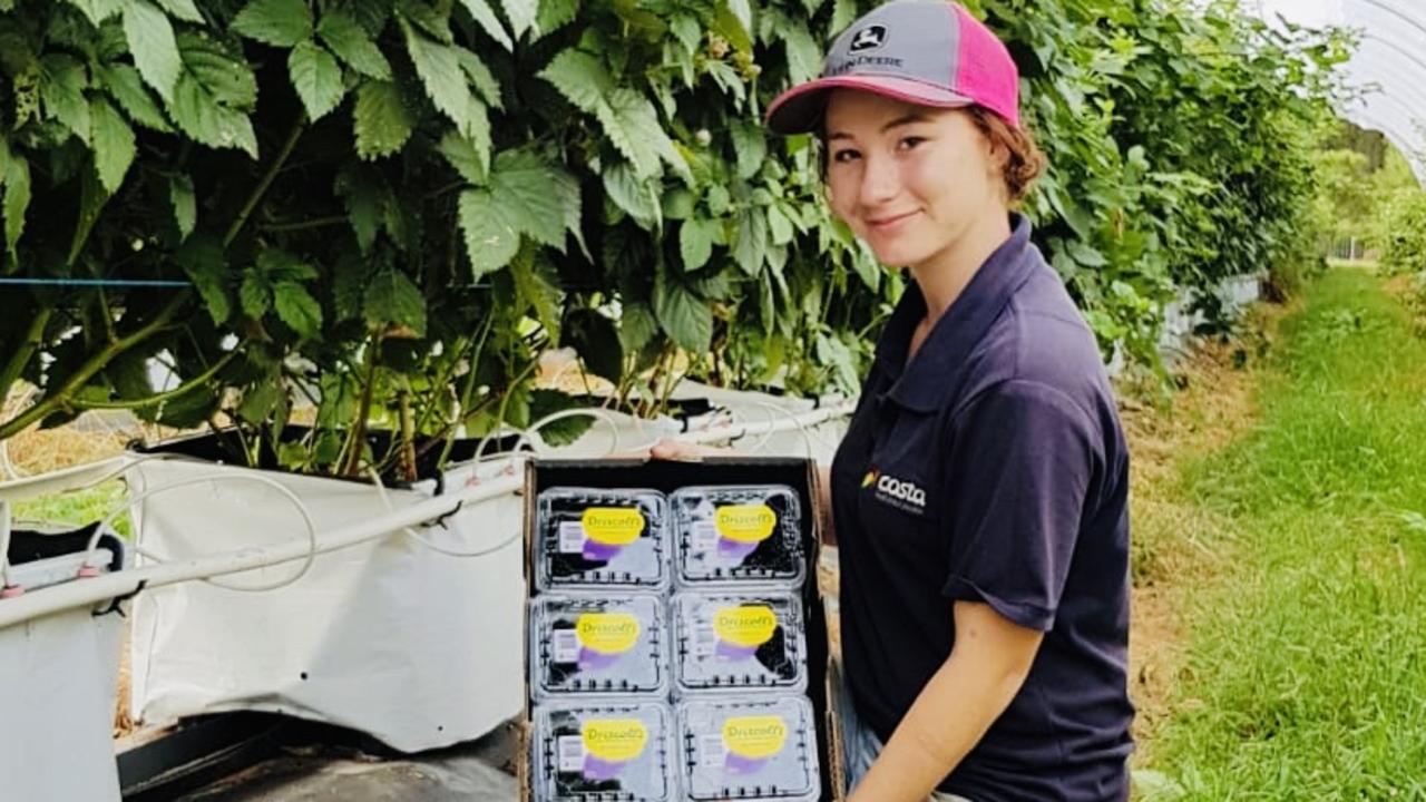 A TAFE student with some of the blackberry harvest at Costa Group's horticultural operations at Tolga. Picture: Supplied