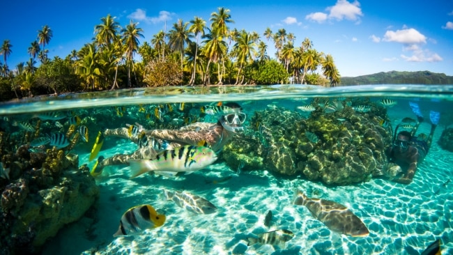 <p class="">As we set sail, our guide Arii, with ukelele in hand, serenaded us and told stories of the French Polynesian people. While travelling along Moorea’s coastline, the lagoon’s colours inspired a chorus of “wows”.</p><p class="">Up ahead we spotted stingrays and white-tipped reef sharks basking in the water. Before I knew it, we were joining them, submerging ourselves chest deep in the water. Then, with my snorkelling gear ready to go, I put my head underwater where I was transported to a natural real-life aquarium with hundreds of tropical fish brushing past as if I was invisible.</p>