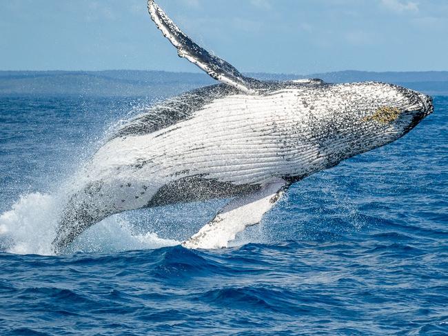 A humpback whale in Hervey Bay.