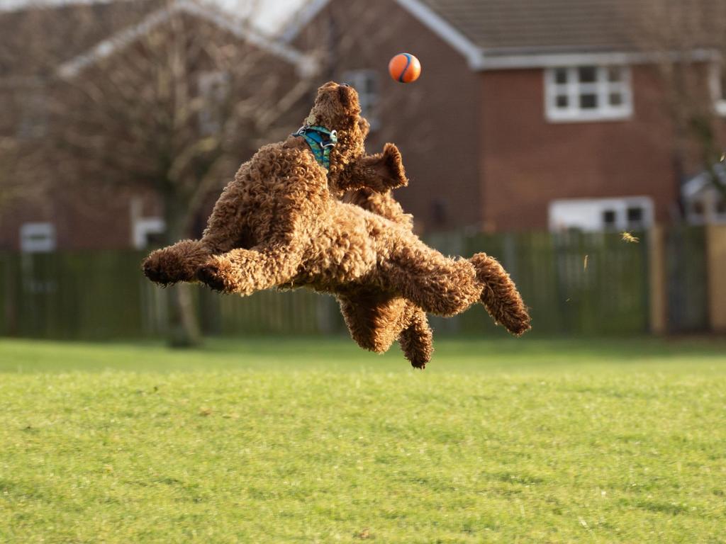 Keep your eye on the prize! Dog Bumble puts his heart and soul into everything. Picture: Gill Woodcock/Comedy Pets