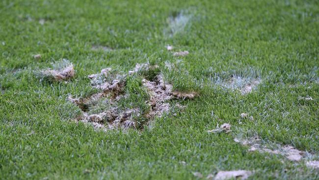 A close-up view of the damaged turf at Marvel Stadium. Picture: Michael Klein.