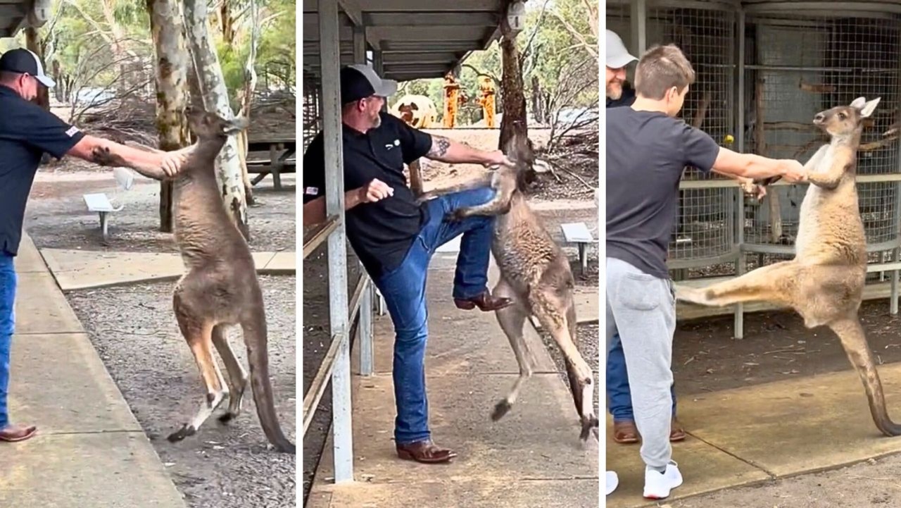 Albino kangaroo hugs a laughing American woman at a Perth wildlife park