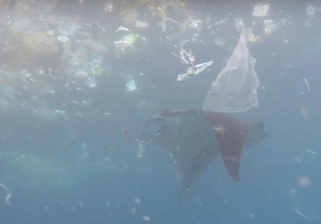 Manta Ray Swims Through Trash in Search of Food