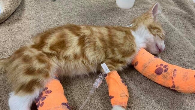 12-week-old kitten Wee Rupert is at the centre of an animal cruelty investigation after he was handed into a Carrum Downs vet with horrifying injuries Picture: MEOW Rescue Facebook