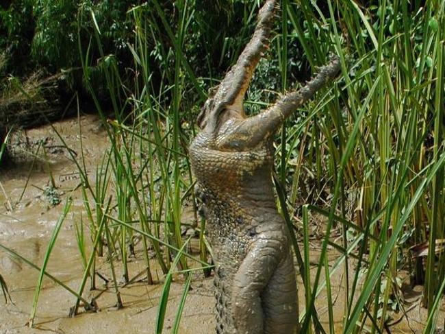 Steve Timmons took this photo of the standing croc on the Adelaide river in 2001 or 2002.