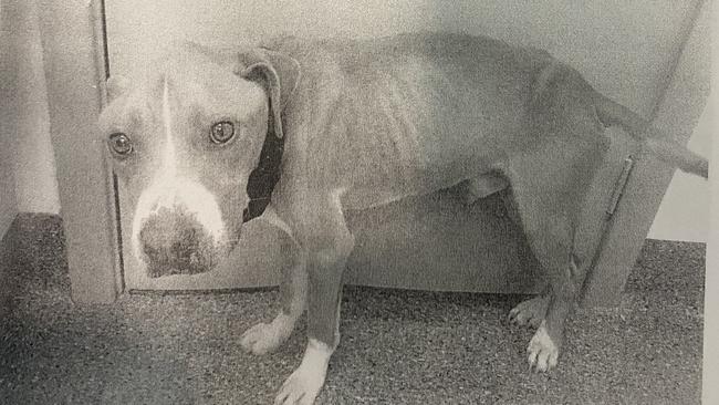 One of Jessica Neilson’s emaciated staffies. Picture: Elizabeth Magistrates Court