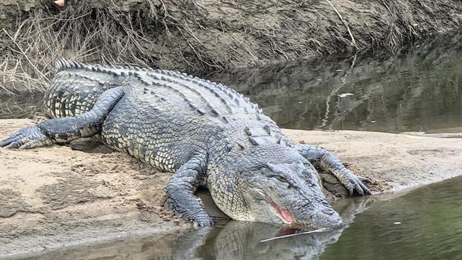A large croc spotted at Clyde Rd bridge over the Russell River. Picture: Gus Lee